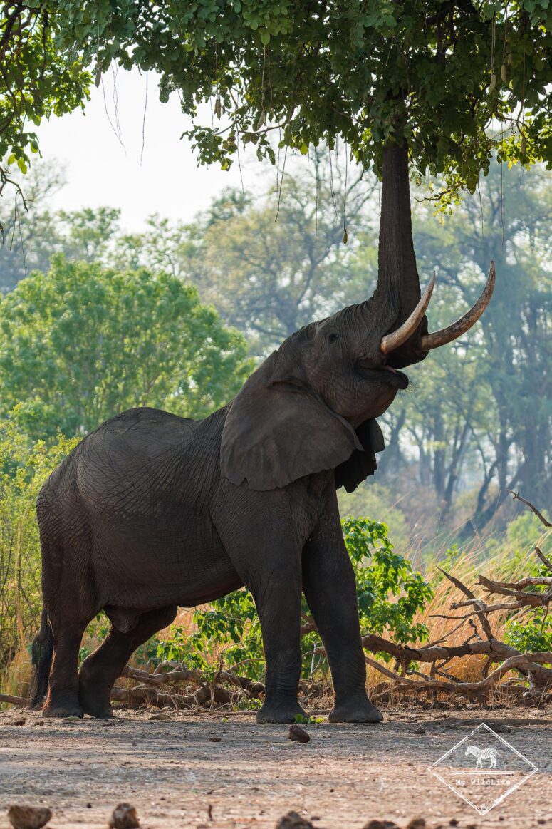 Eléphant, Mana Pools