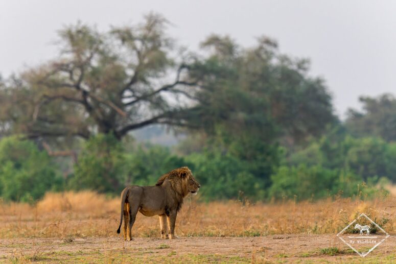 Lion, Mana Pools