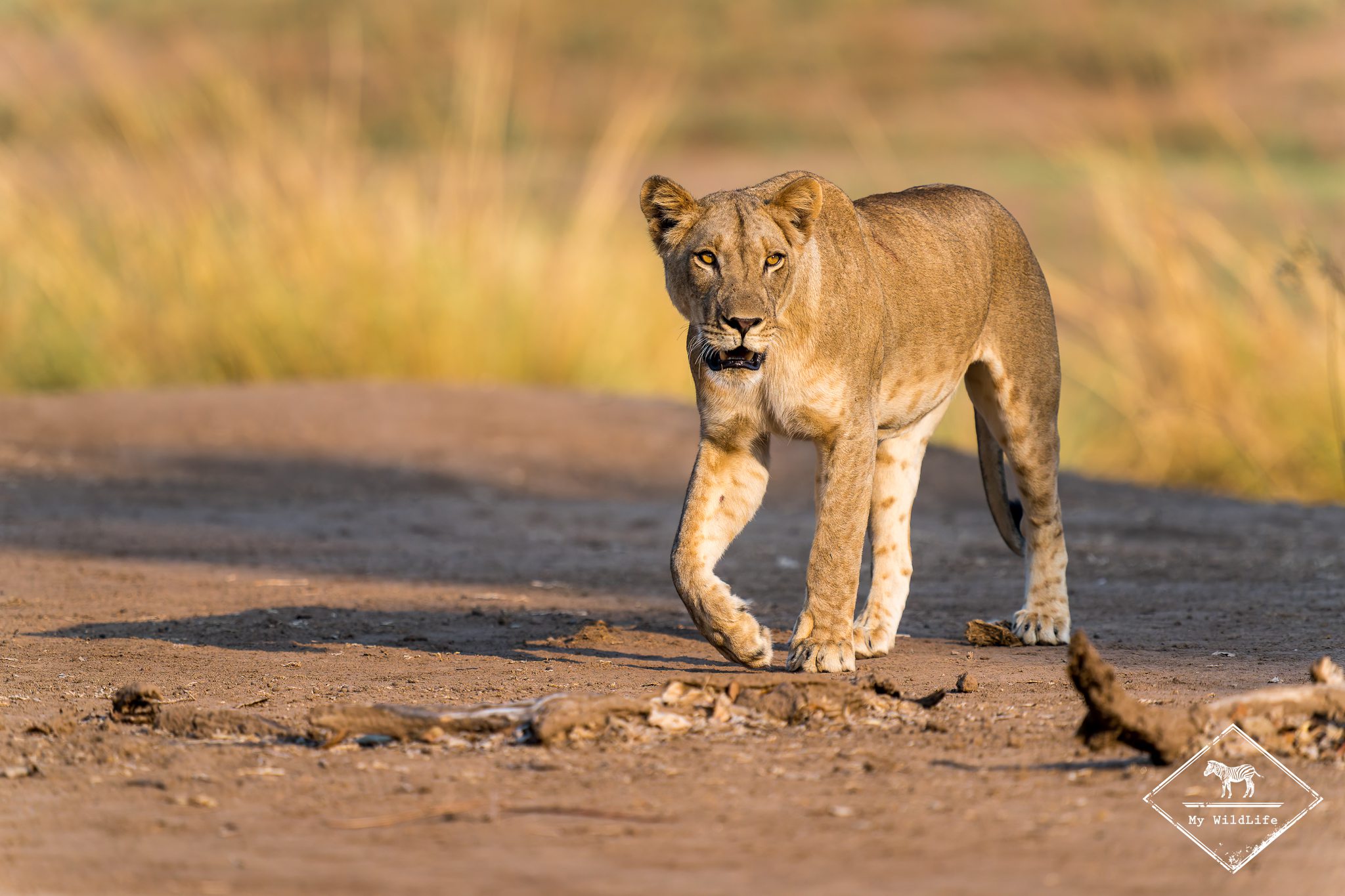 Guide pour visiter le parc national Mana Pools