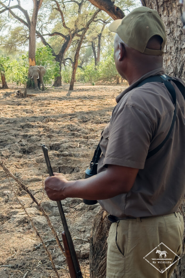 Safari pédestre à Mana Pools