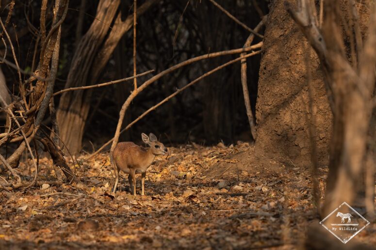 Raphicère de Sharpe, Mana Pools