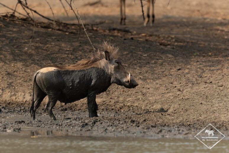 Phacochère, Mana Pools