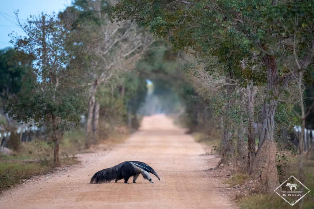 Fourmilier géant, Pantanal