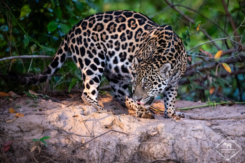 Jaguar, Pantanal