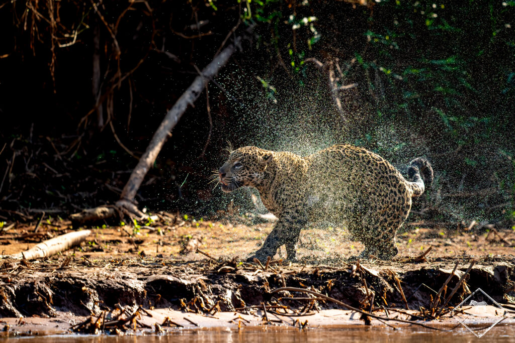 Jaguar, Pantanal