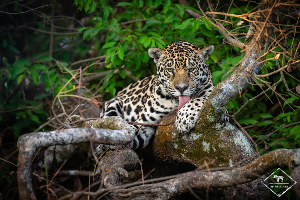Jaguar, Pantanal