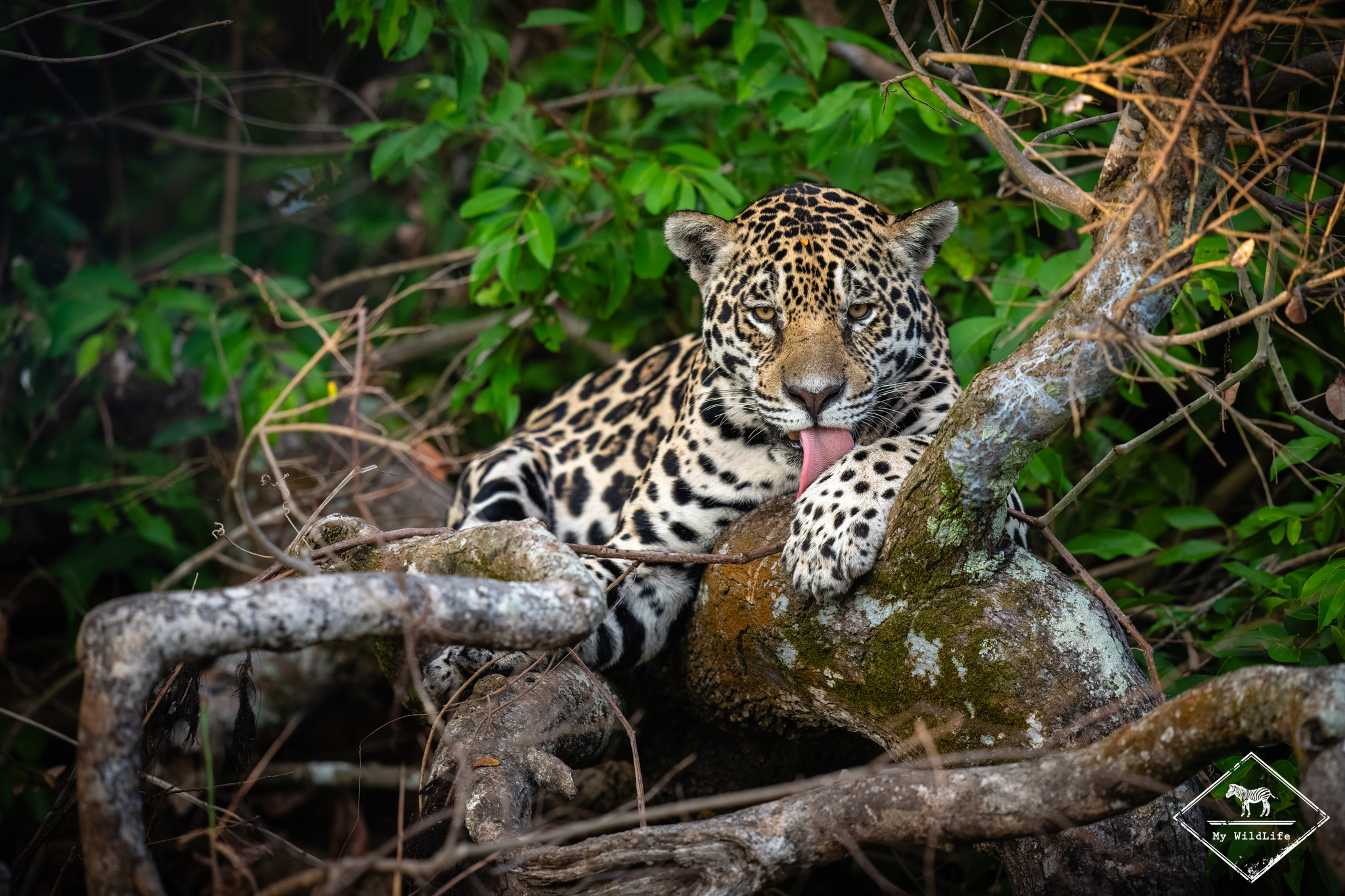 Jaguar, Pantanal
