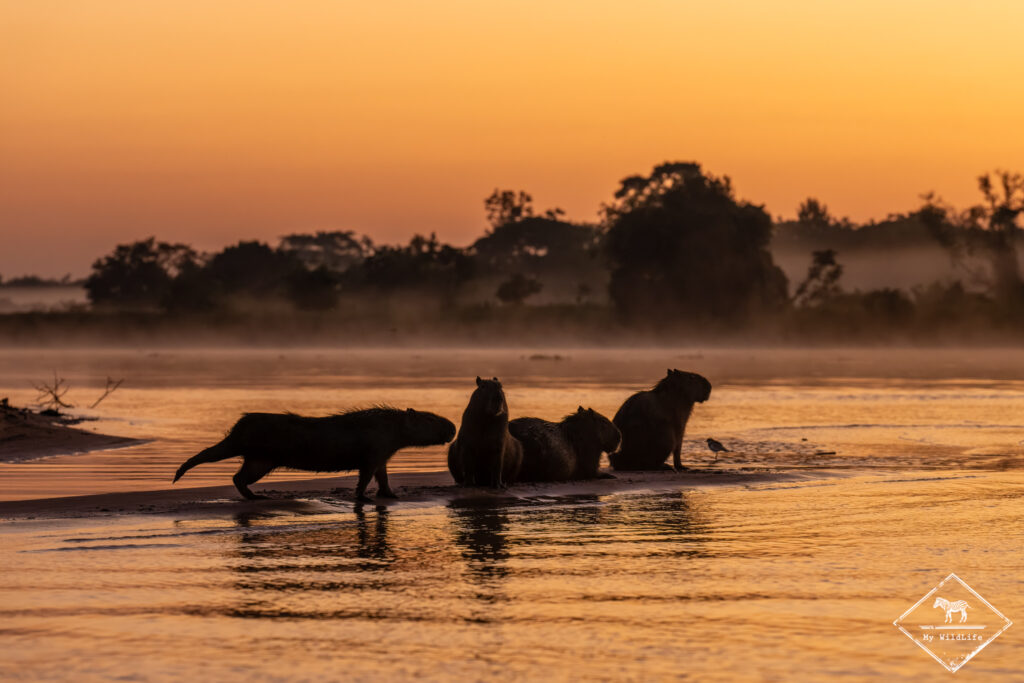 Capybaras, Pantanal