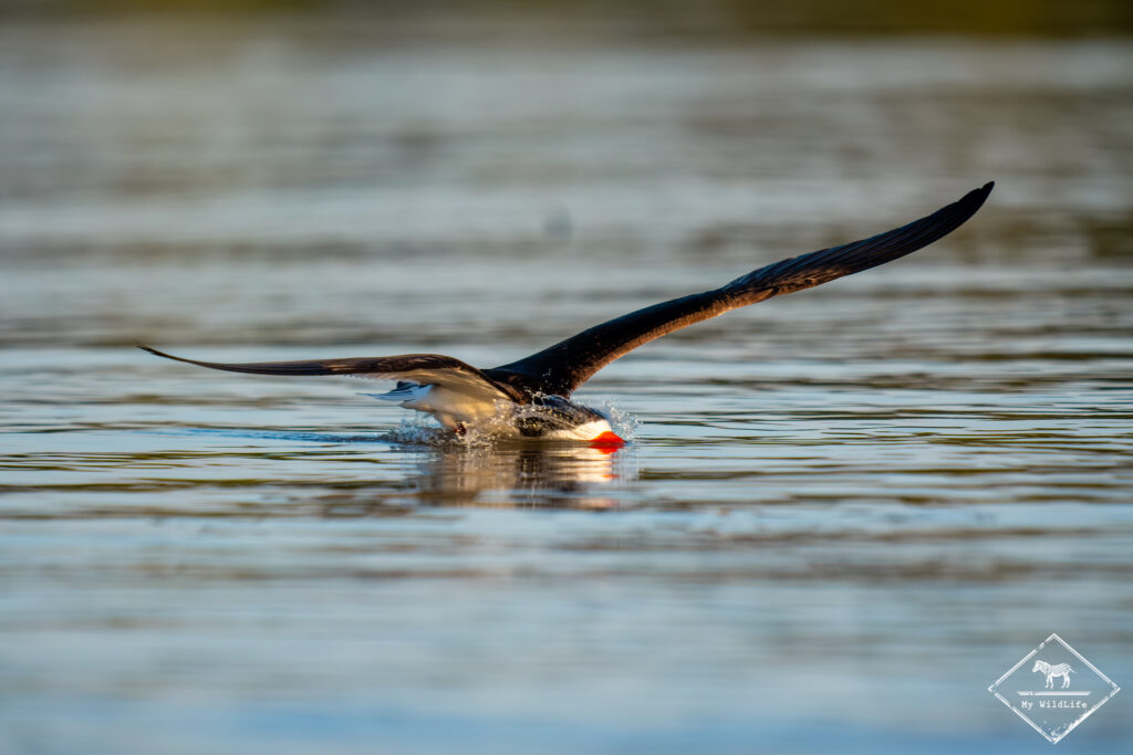 Bec-en-ciseaux noir, Pantanal