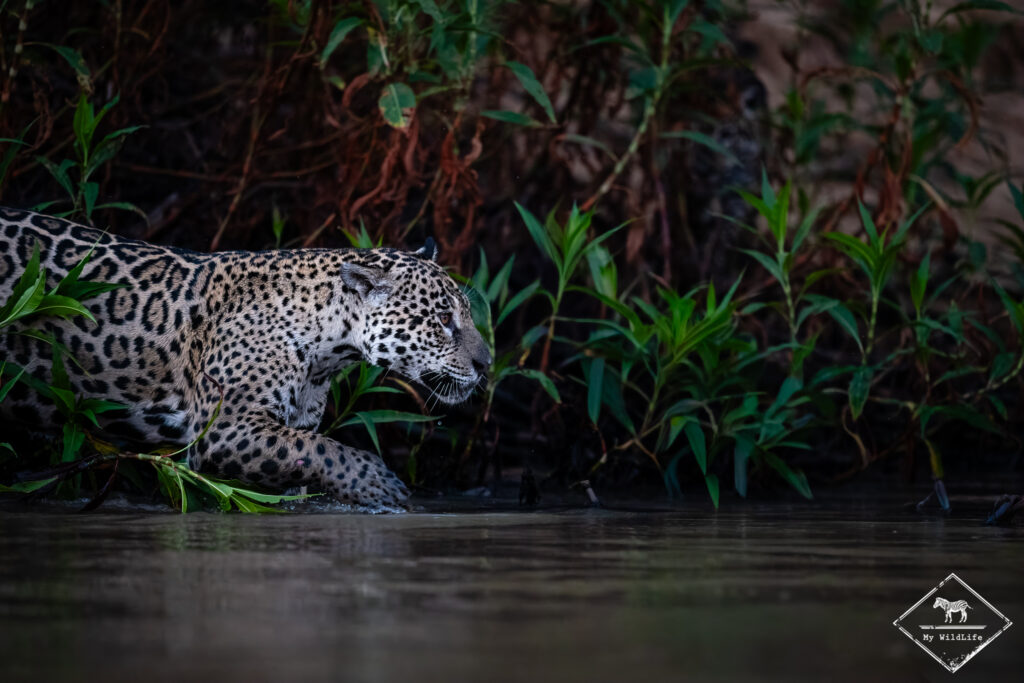 Jaguar, Pantanal