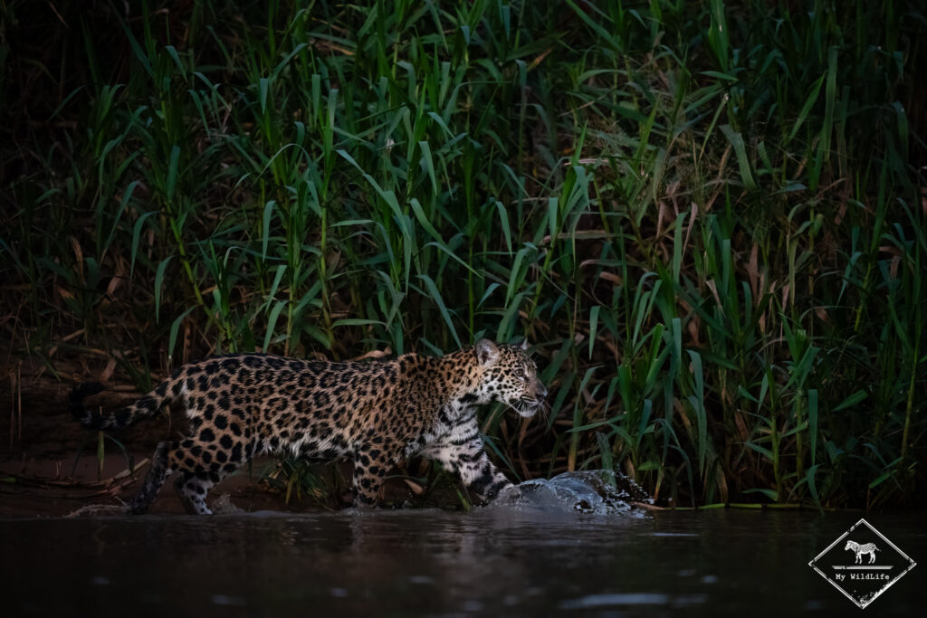 Jaguar, Pantanal