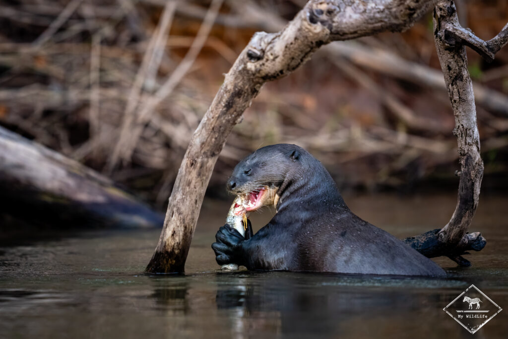 Loutre géante, Pantanal