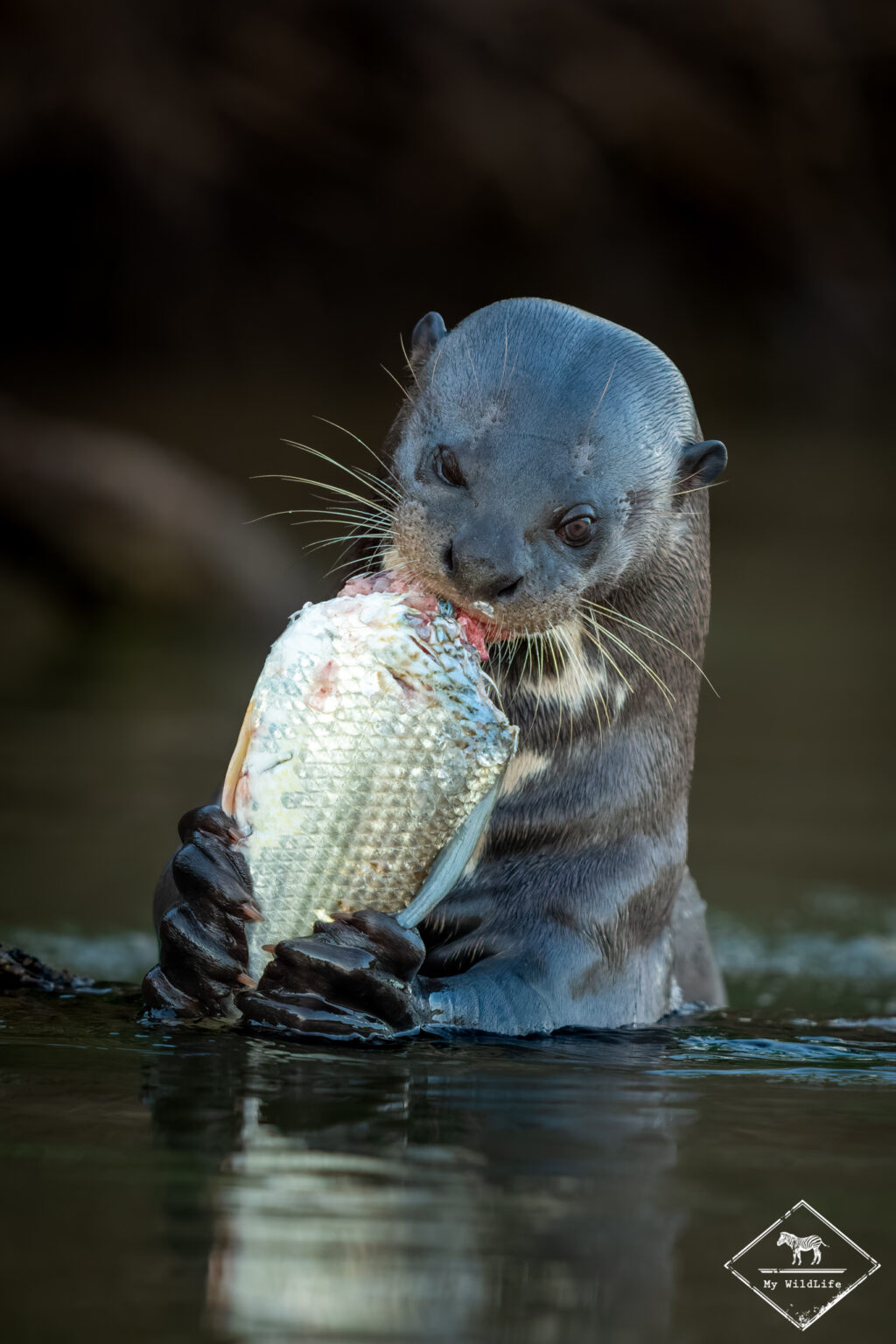 Loutre géante, Pantanal