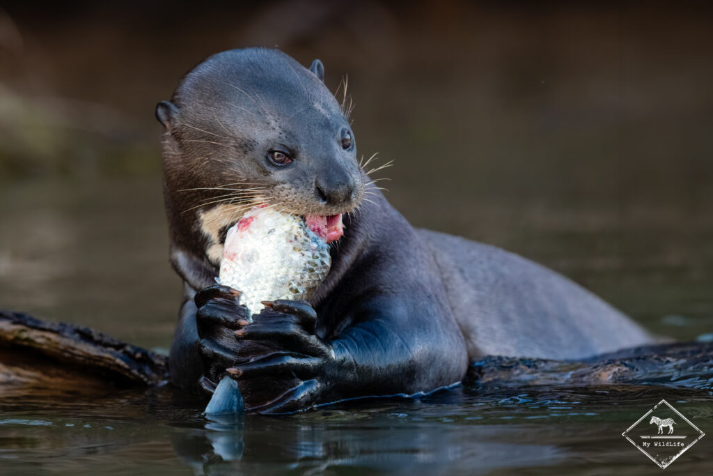 Loutre géante, Pantanal