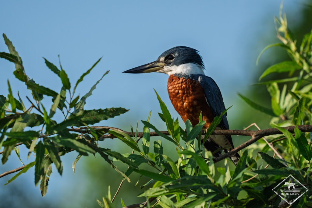 Martin-pêcheur à ventre roux, Pantanal