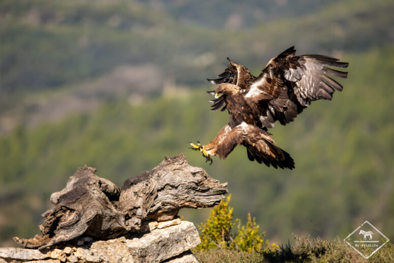 Aigle royal, Catalogne