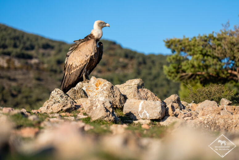 Vautour fauve, Catalogne