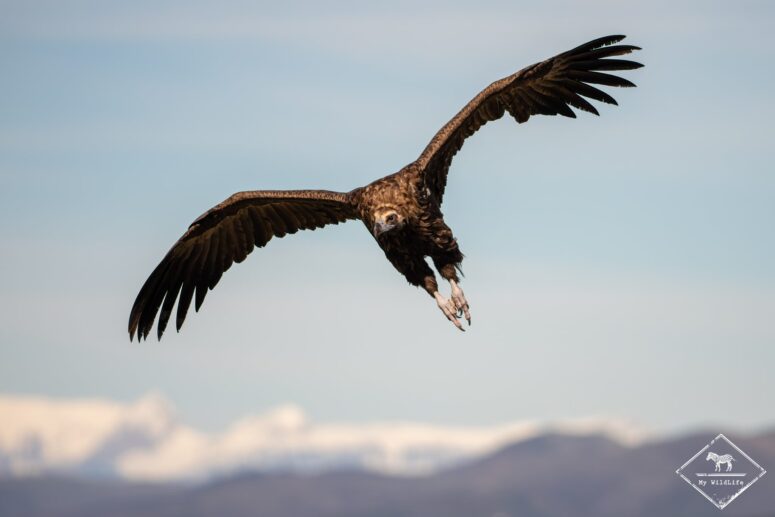 Vautour moine, Catalogne