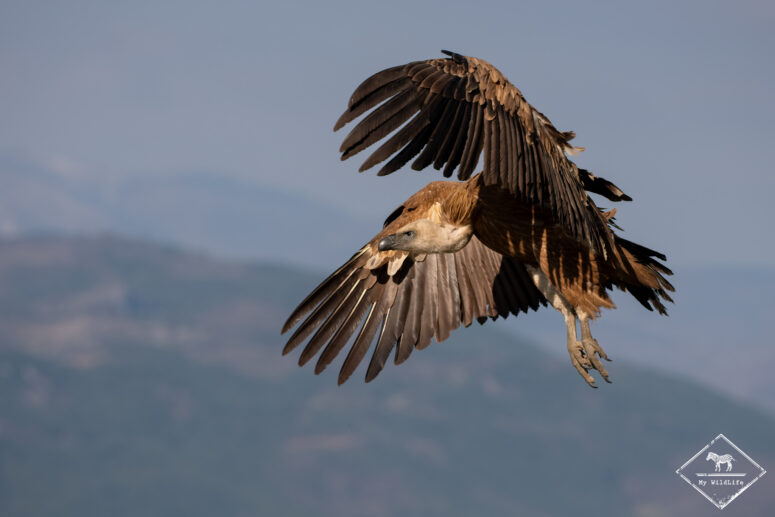 Vautour fauve, Catalogne
