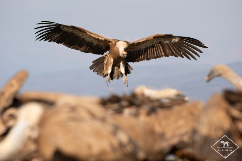 Vautour fauve, Catalogne