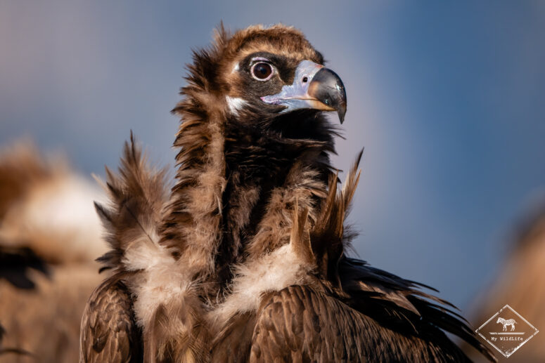 Vautour moine, Catalogne