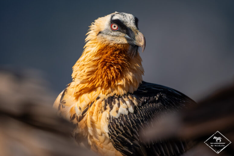 Gypaète barbu, Catalogne
