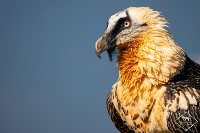 Gypaète barbu, Catalogne