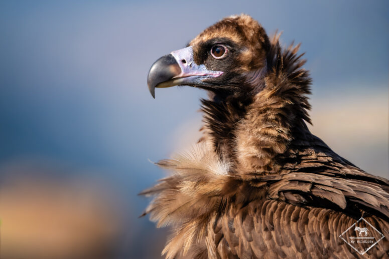 Vautour moine, Catalogne