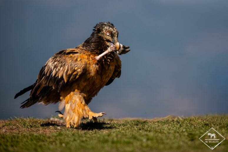 Gypaète barbu, Catalogne
