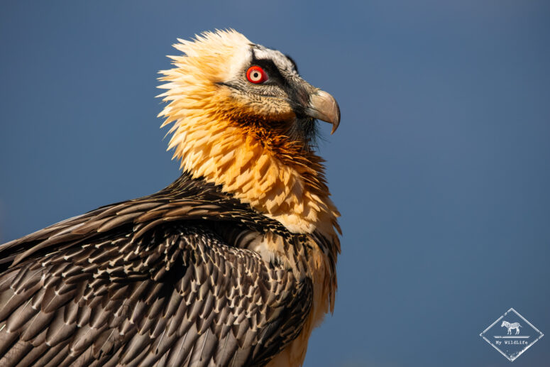 Gypaète barbu, Catalogne