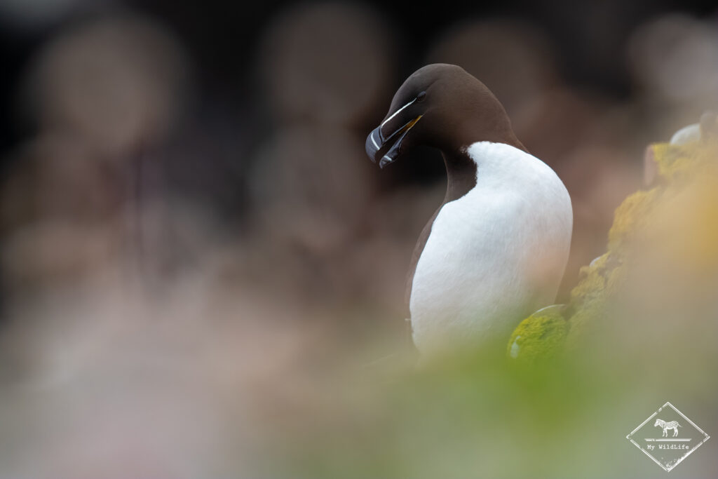 Pingouin Torda, Ecosse