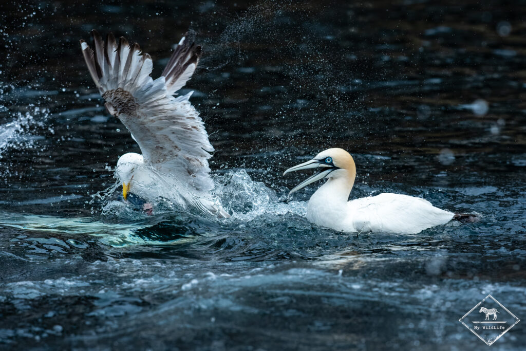 Fou de Bassan, Ecosse