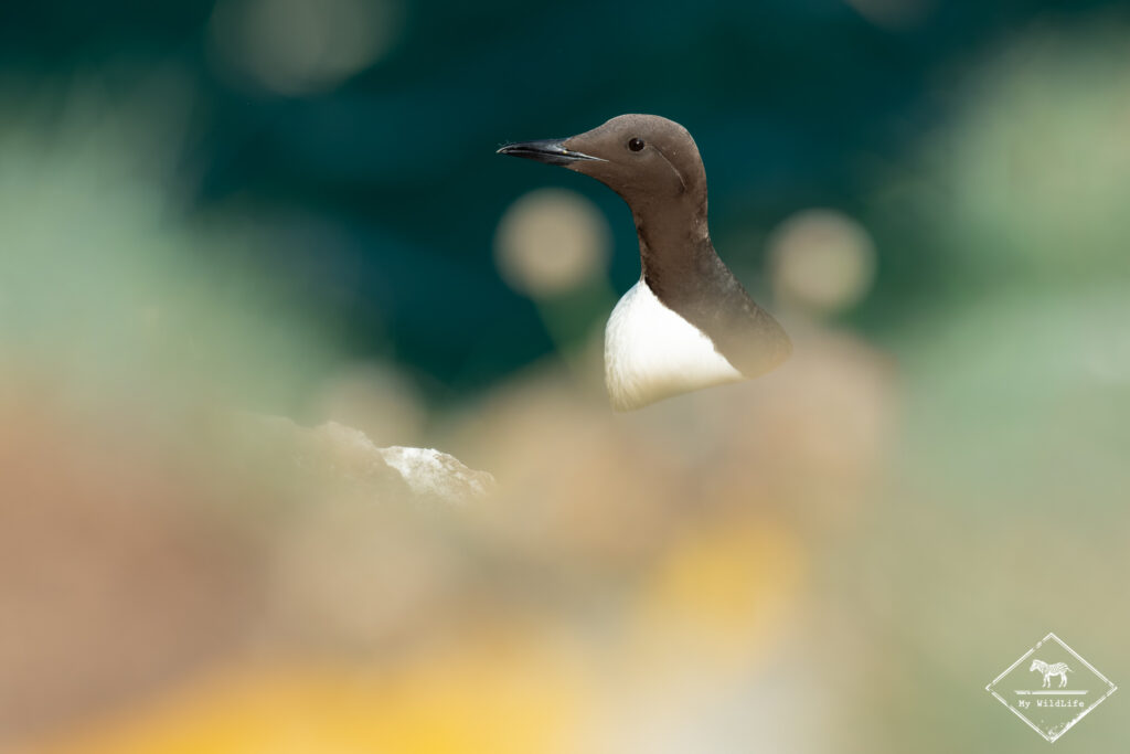 Guillemot de Troïl, Ecosse
