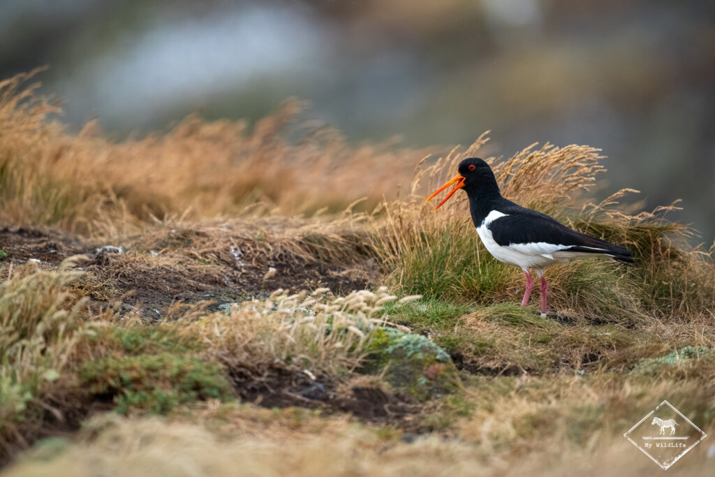 Huitrier pie, Ecosse