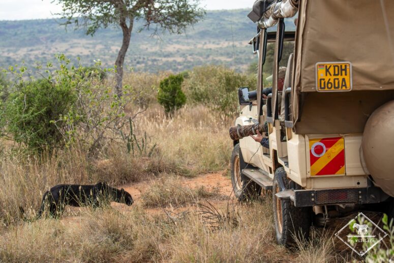 Giza, léopard noir, Kenya