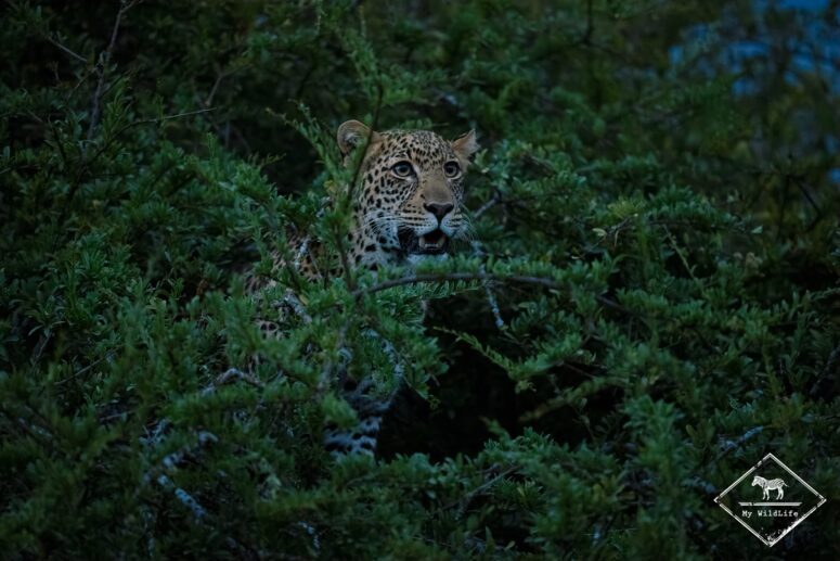 giza leopard noir kenya gregoryrohart 24