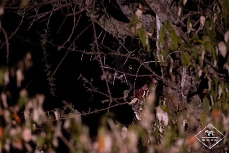 Giza, léopard noir, Kenya