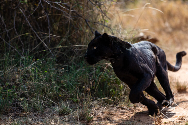 giza leopard noir kenya gregoryrohart 28