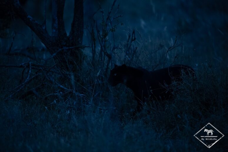 Giza, léopard noir, Kenya