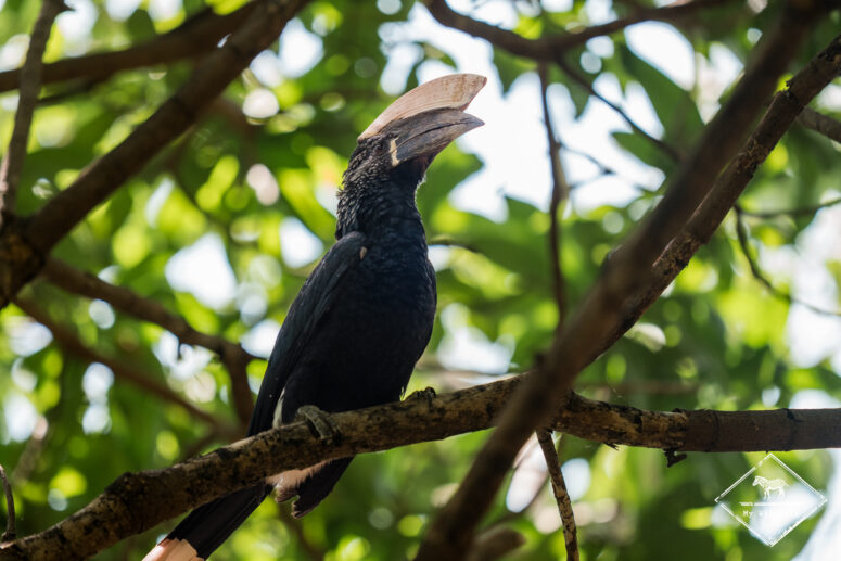 Calao à joues d'argent, parc national du lac Manyara