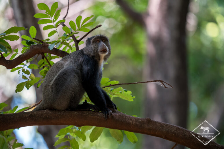 Singe bleu, Parc national du lac Manyara