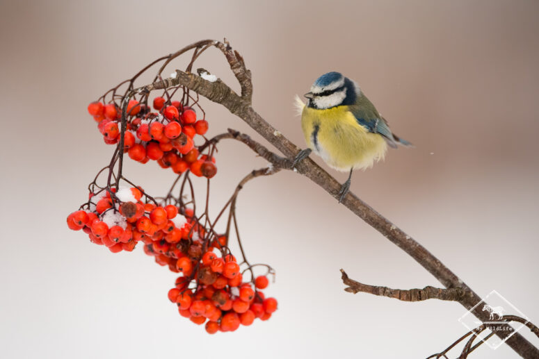 Mésange bleue, Monts Cantabriques