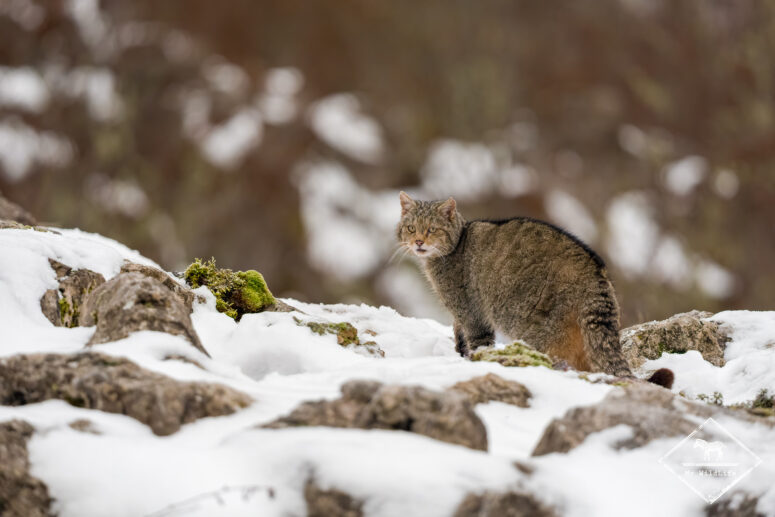 Chat forestier, Monts Cantabriques