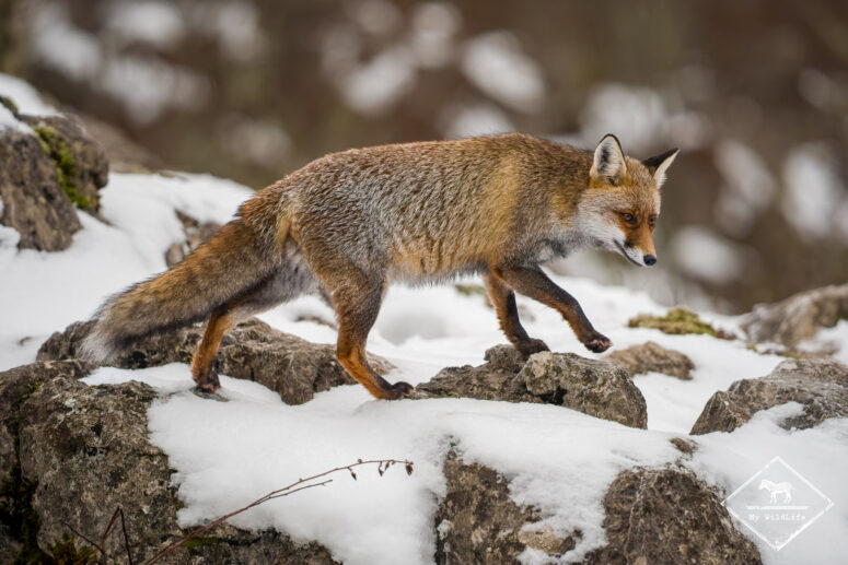 Renard roux, Monts Cantabriques
