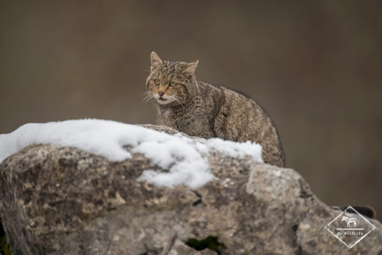 Chat forestier, Monts Cantabriques