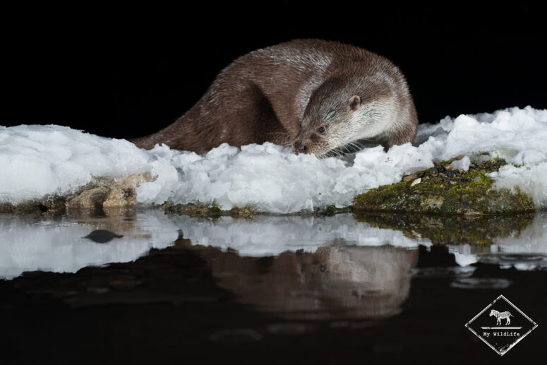 Loutre d'Europe, Monts Cantabriques