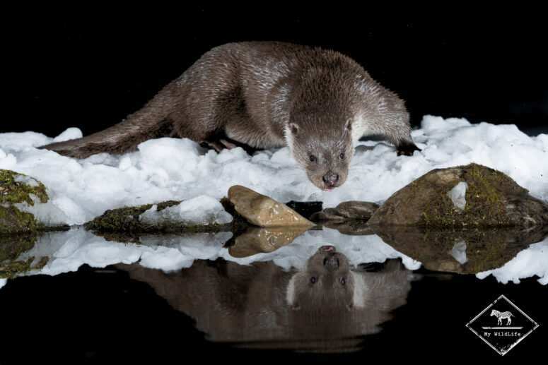 Loutre d'Europe, Monts Cantabriques