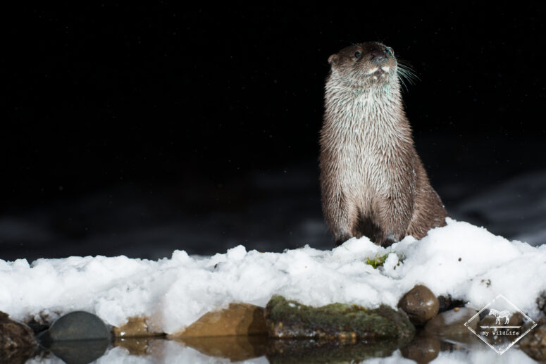 Loutre d'Europe, Monts Cantabriques