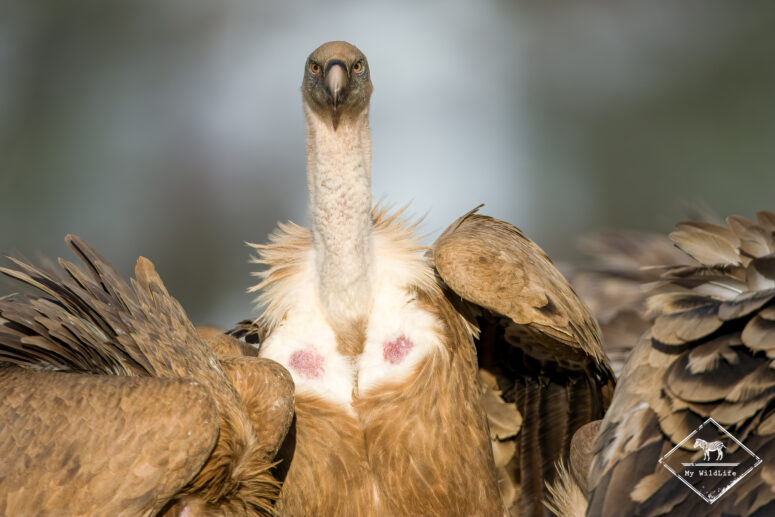Vautour fauve, Monts Cantabriques