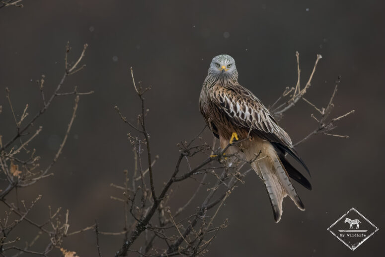 Milan royal, Monts Cantabriques